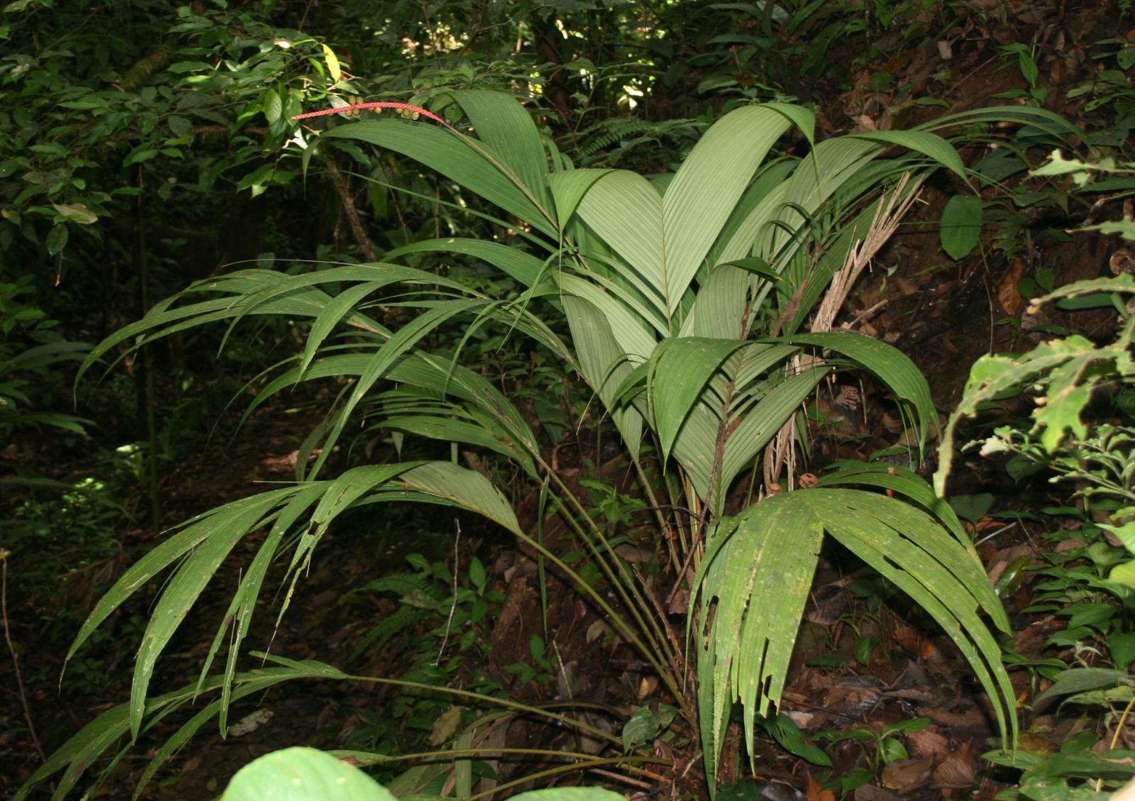 Calyptrogyne ghiesbreghtiana 1