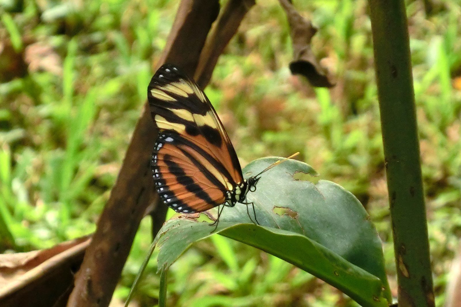Melinaea lilis Costa Rica