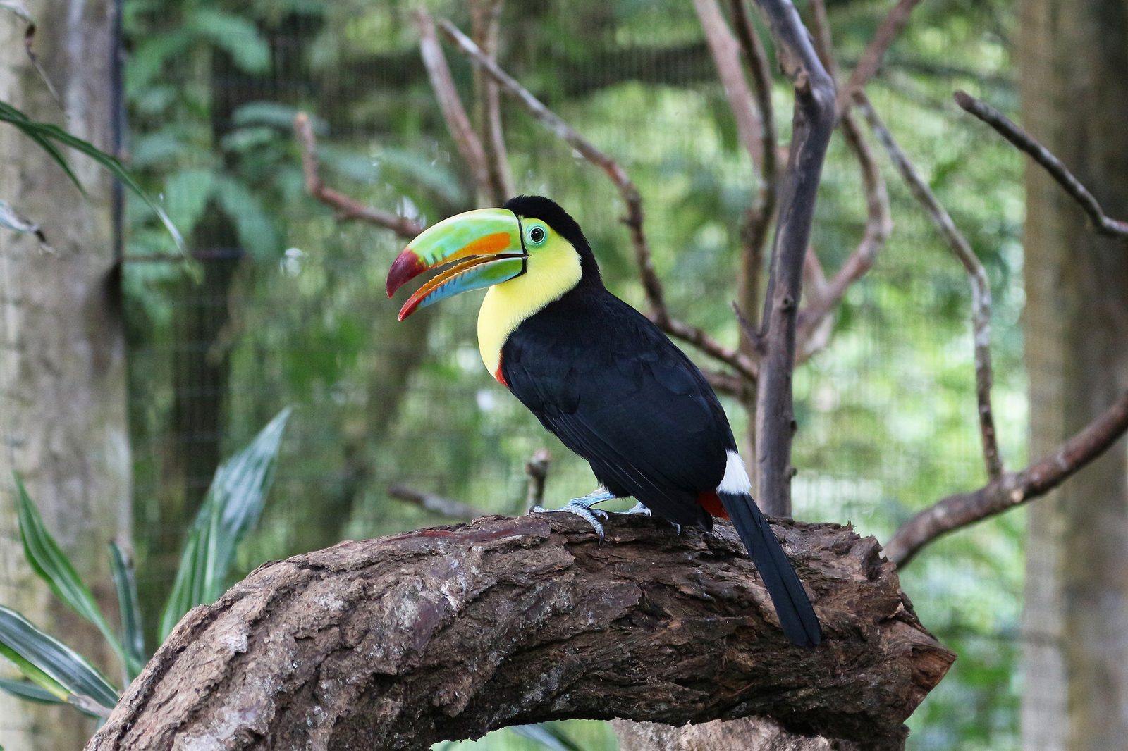 Keel-billed toucan in Costa Rica 01