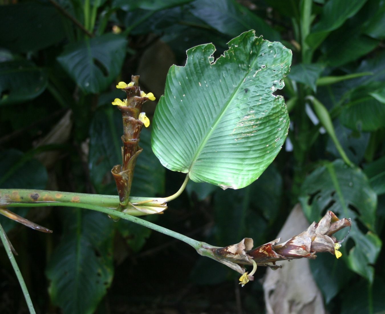 Calathea lutea 1