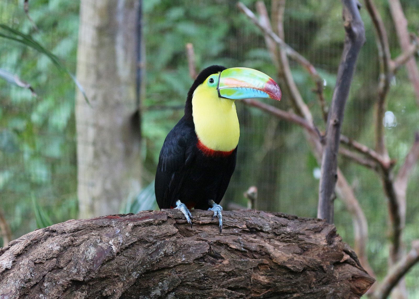 Keel-billed toucan in Costa Rica 02