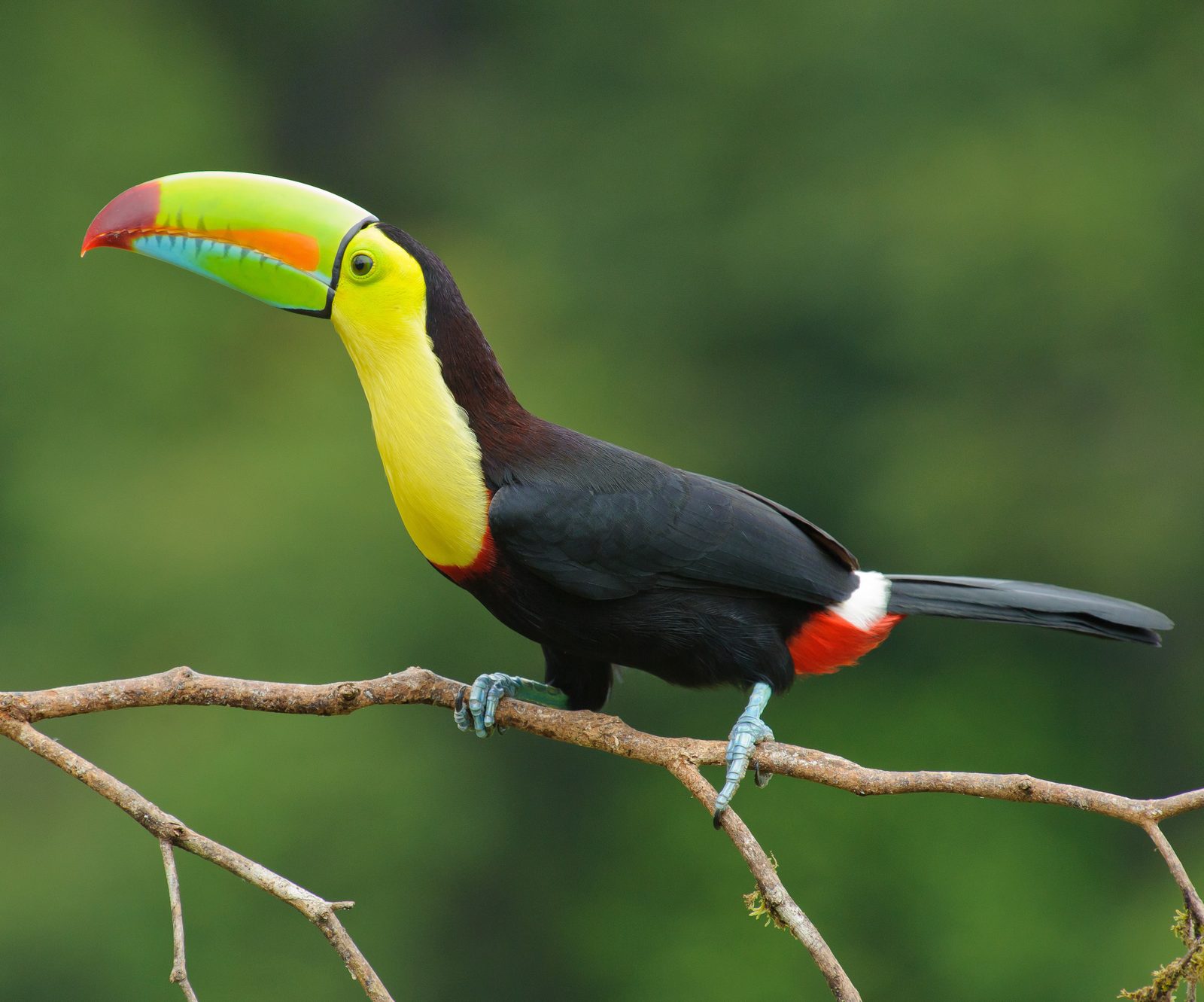 Keel billed toucan costa rica (cropped)