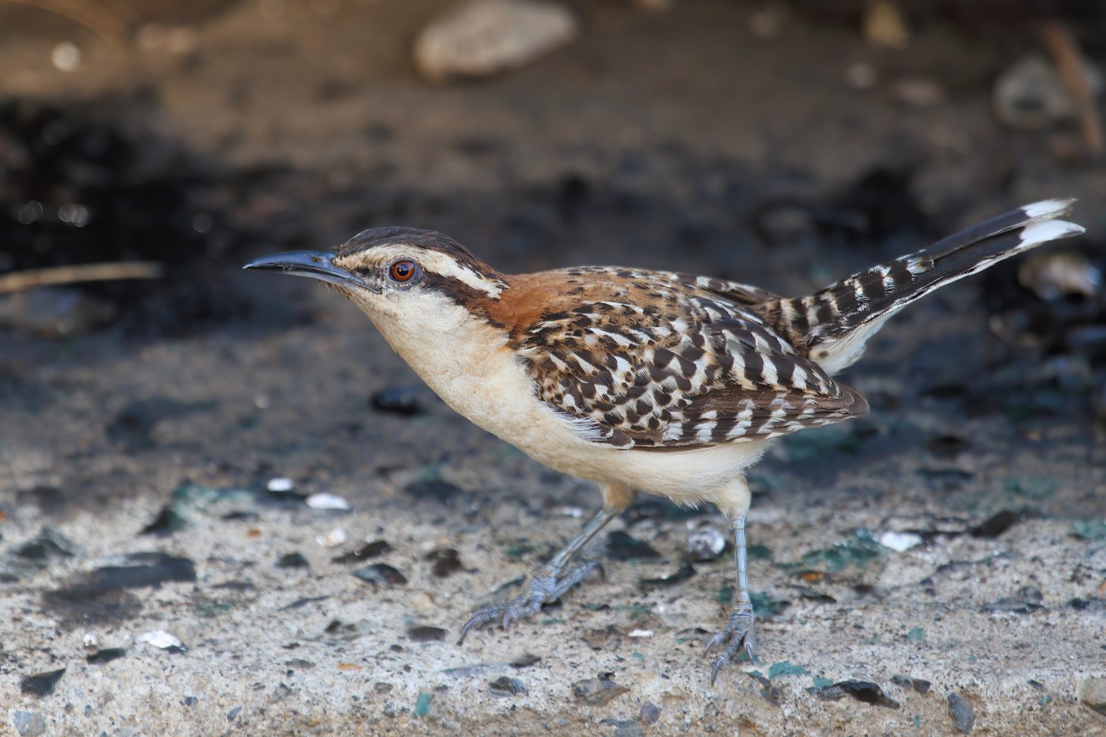 Campylorhynchus capistratus 3 CR